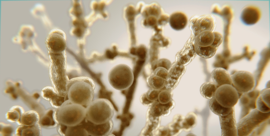 Quelles espèces de Candida et quels autres champignons existent-ils ?