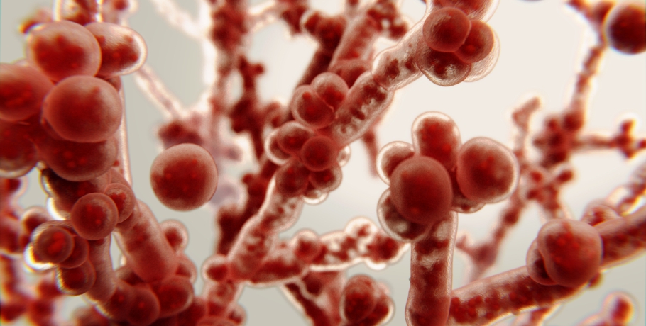 Formes principales de Candida : forme levure, forme hyphale et phase de biofilm Formes principales de Candida : forme levure, forme hyphale et phase de biofilm