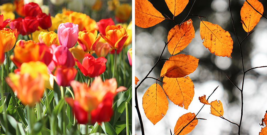 La thyroïde en automne et au printemps